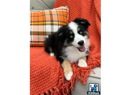 a miniature australian shepherd dog sitting on a couch