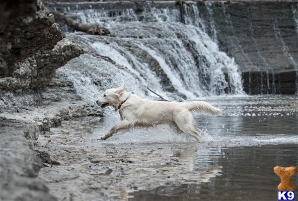 a white golden retriever dog jumping into a river