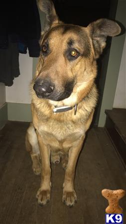 a german shepherd dog sitting on the floor