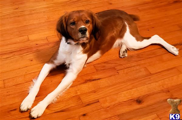 a brittany dog lying on the floor