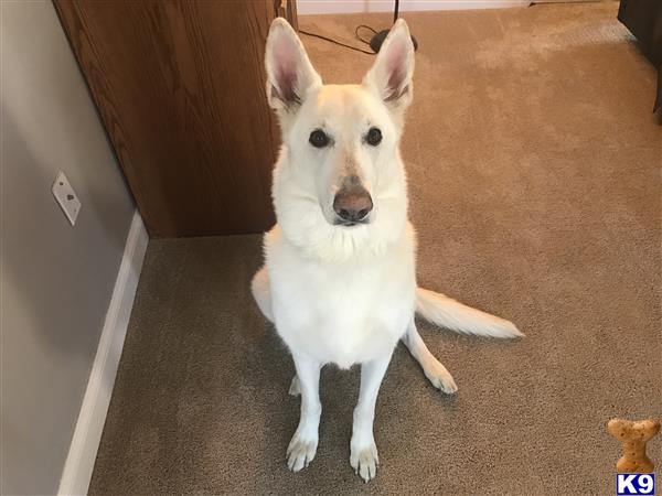 a white german shepherd dog sitting on the floor