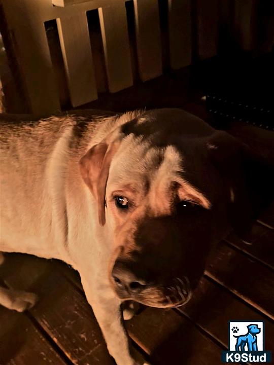 a labrador retriever dog lying on the floor