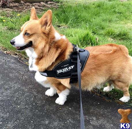 a pembroke welsh corgi dog wearing a harness