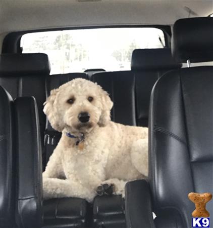 a labradoodle dog sitting in a car