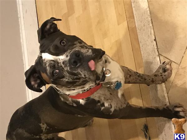 a american pit bull dog with its tongue out