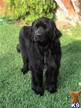 a black newfoundland dog standing on grass