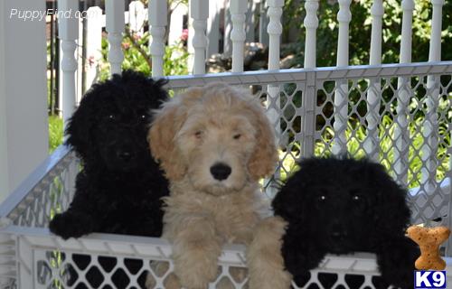 a group of goldendoodles puppies