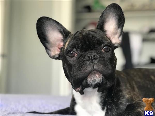 a black french bulldog dog with its mouth open