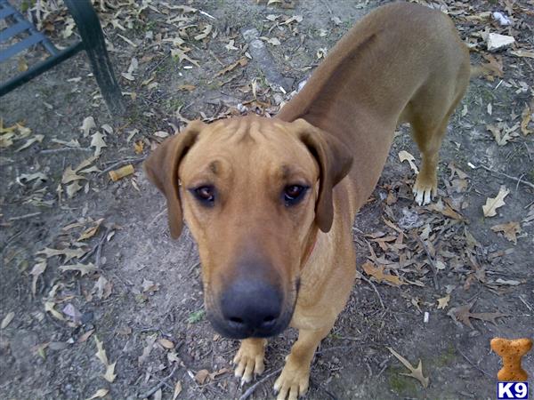 a rhodesian ridgeback dog standing on the ground