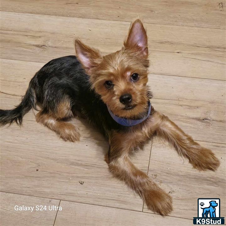 a yorkshire terrier dog lying on the floor