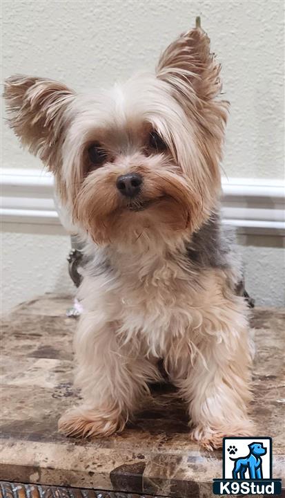 a yorkshire terrier dog sitting on a wood deck