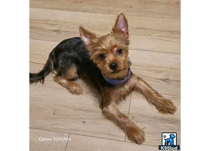 a yorkshire terrier dog lying on the floor