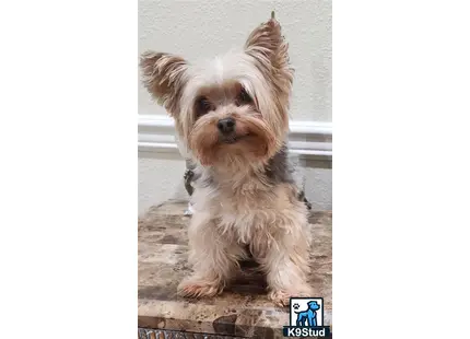 a yorkshire terrier dog sitting on a wood deck