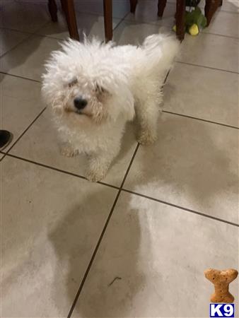 a bichon frise dog standing on a tile floor