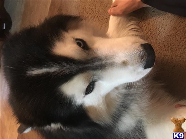 a close up of a siberian husky dog