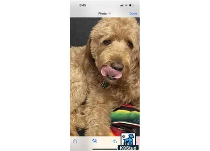 a goldendoodles dog with its tongue out