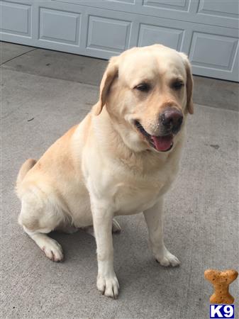 a labrador retriever dog sitting on the ground