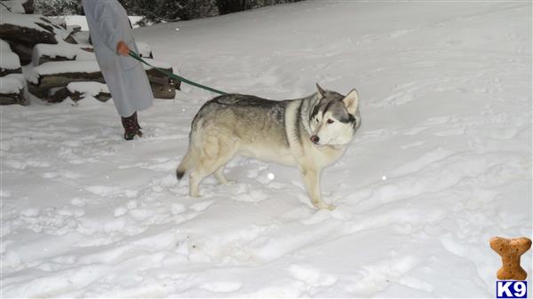 a wolf dog dog carrying a snowboard