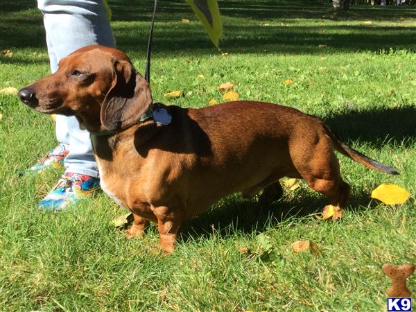 a dachshund dog on a leash