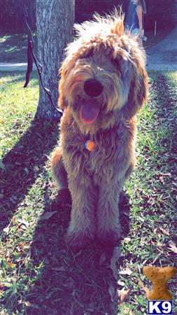 a goldendoodles dog standing on grass