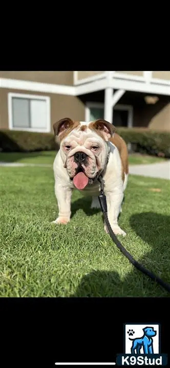 a english bulldog dog on a leash