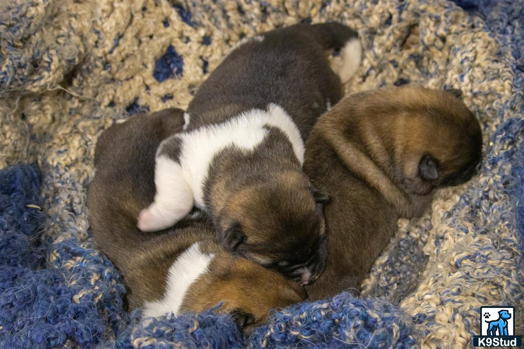 a group of akita puppies sleeping on a blanket