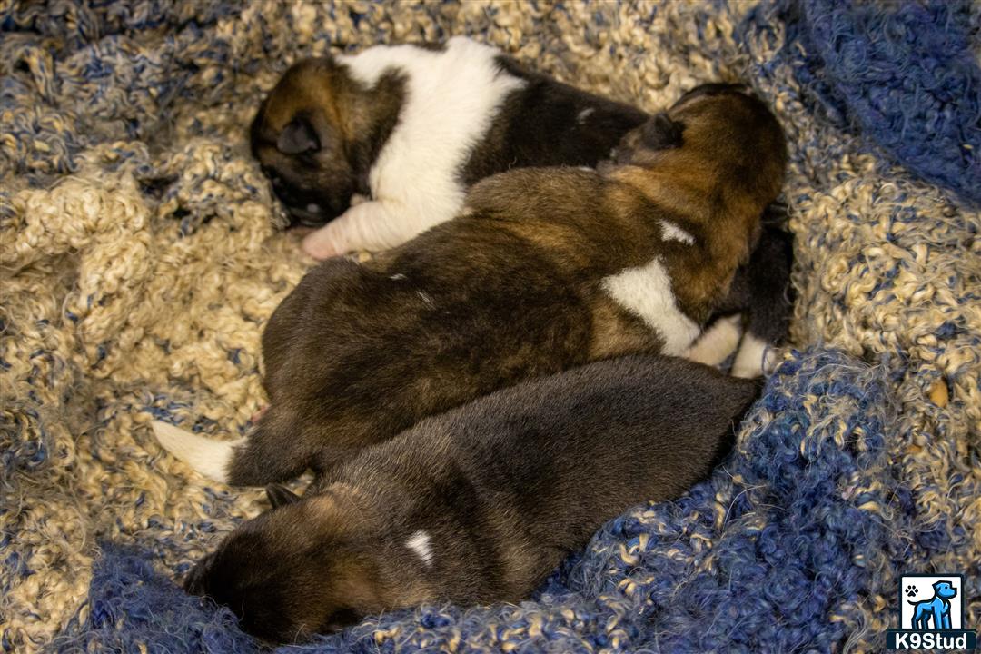 a couple of rabbits on a rug