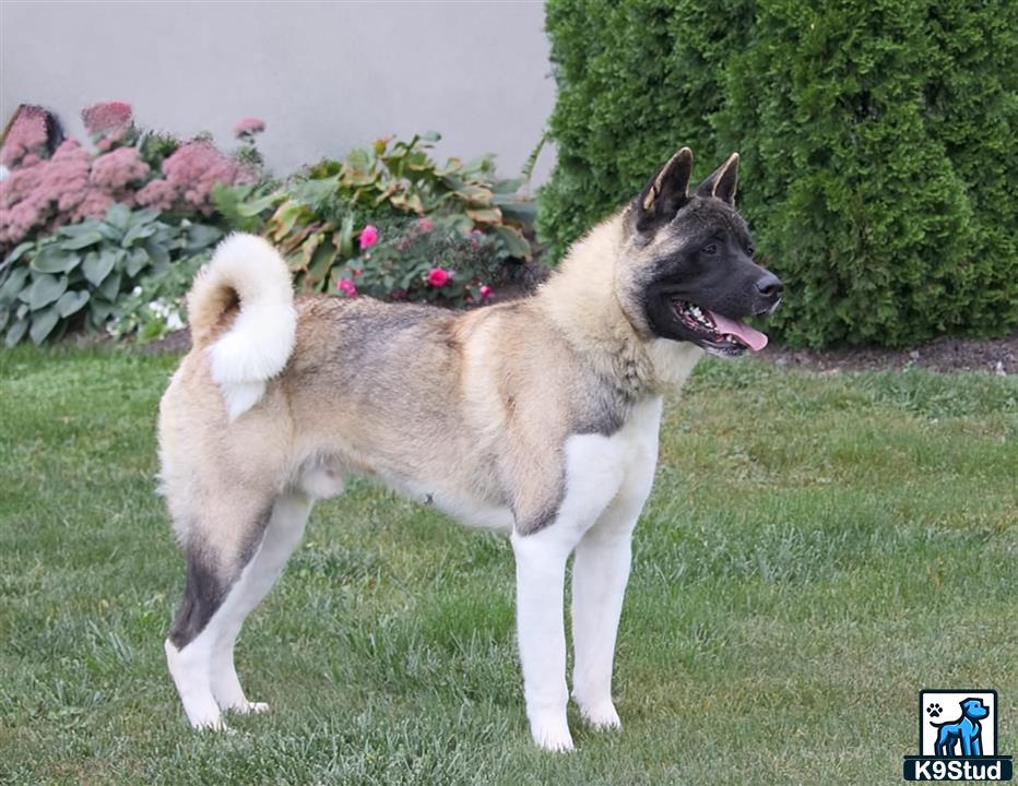 a akita dog standing on grass