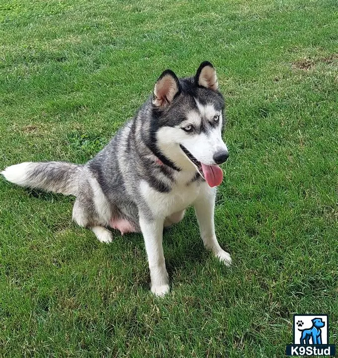 Siberian Husky