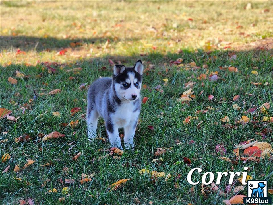 a siberian husky dog standing in a grassy area