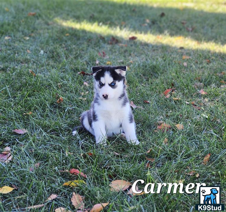 a siberian husky dog sitting in the grass