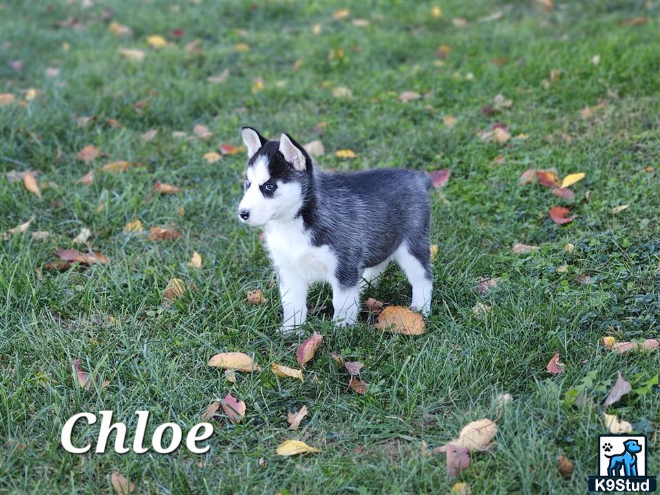 a siberian husky dog standing in grass