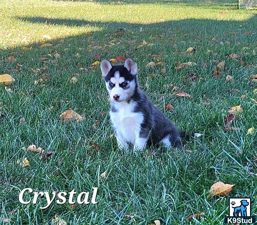 a small siberian husky dog sitting in the grass