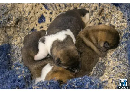 a group of akita puppies sleeping on a blanket