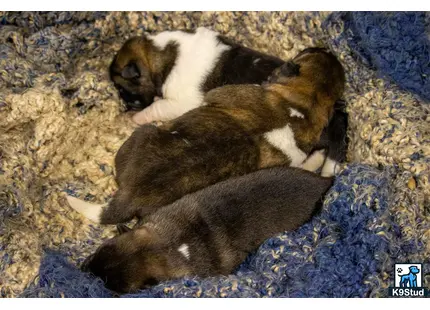 a couple of rabbits on a rug