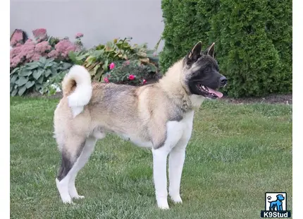 a akita dog standing on grass