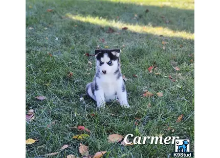 a siberian husky dog sitting in the grass