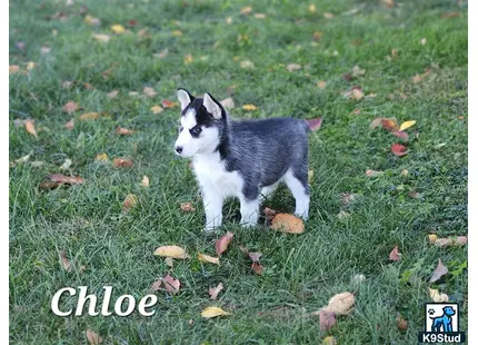 a siberian husky dog standing in grass