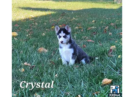 a small siberian husky dog sitting in the grass