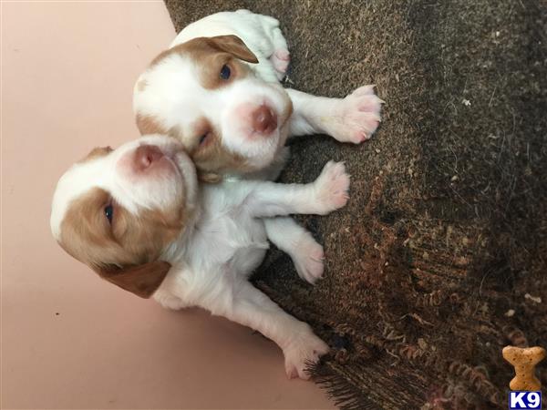 a couple of brittany puppies lying on a carpet