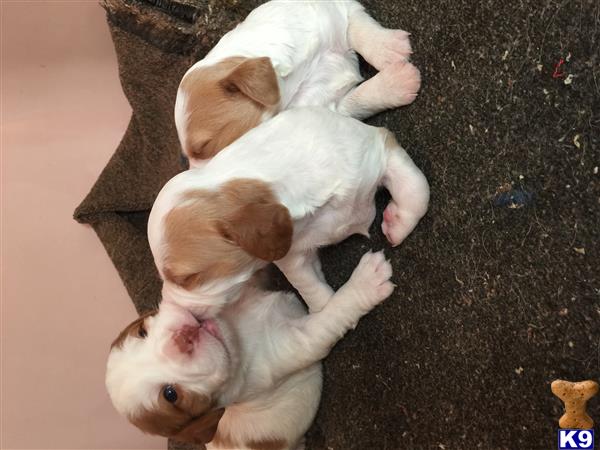 a couple of brittany puppies lying on the ground