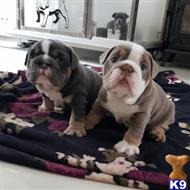 English Bulldog Puppies For Sale In Texas Under 1000