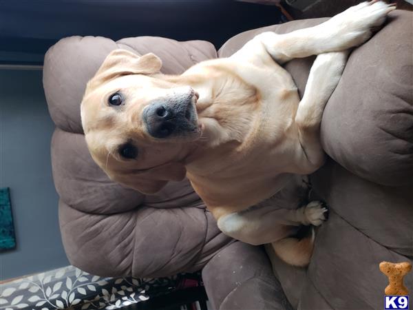 a labrador retriever dog lying on a couch