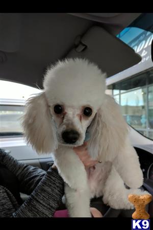 a white poodle dog in a persons lap