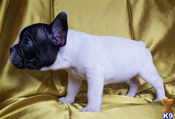 a small french bulldog dog on a couch