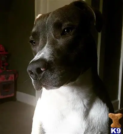 a american pit bull dog looking at the camera