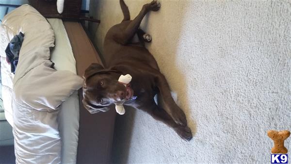 a labrador retriever dog lying on its back on a carpet