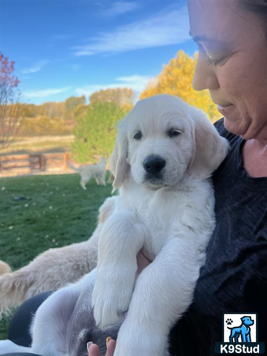 a person holding a golden retriever dog