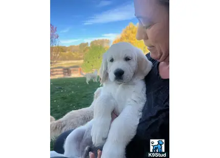 a person holding a golden retriever dog