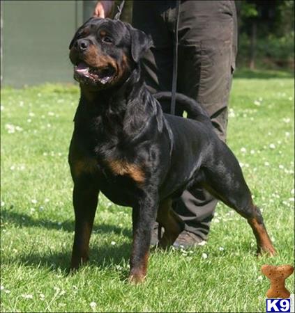 a rottweiler dog standing on grass